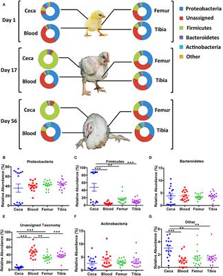 Microbiota Analysis of Chickens Raised Under Stressed Conditions